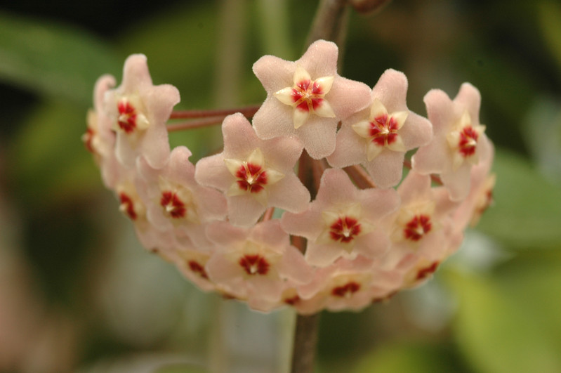 hoya carnosa 01