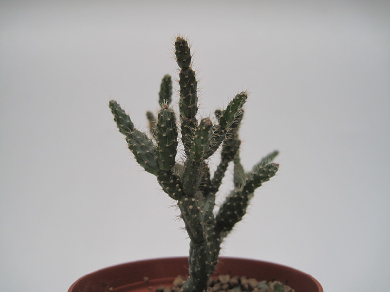 schlumbergera opuntioides im 7751