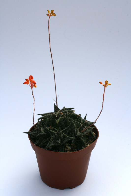 aloe descoingsii 8101
