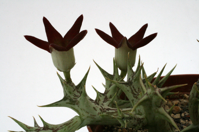 ophionella arcuata mirkinii 0032