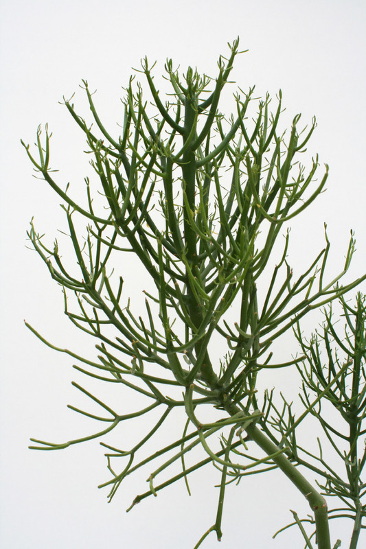 euphorbia tirucall 3664