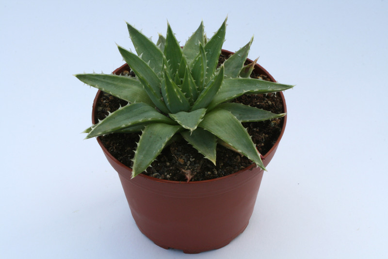 aloe polyphylla 6664
