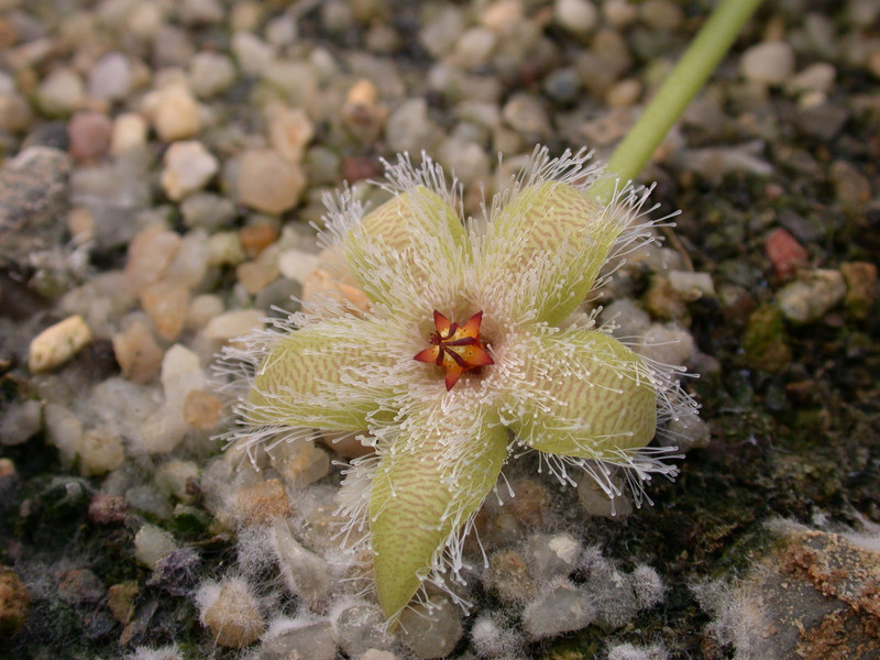 stapelia glanduliflora clanwilliam01