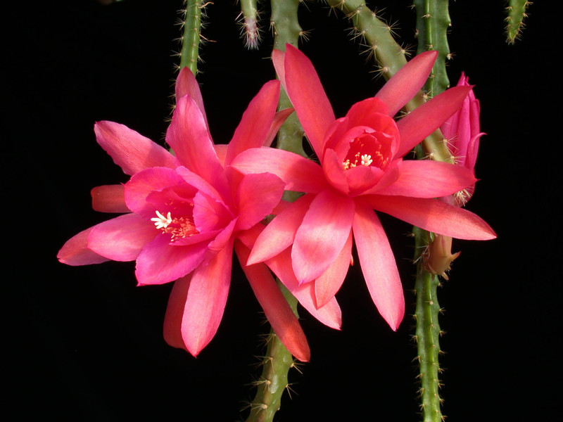 aporocactus rachel o hara03