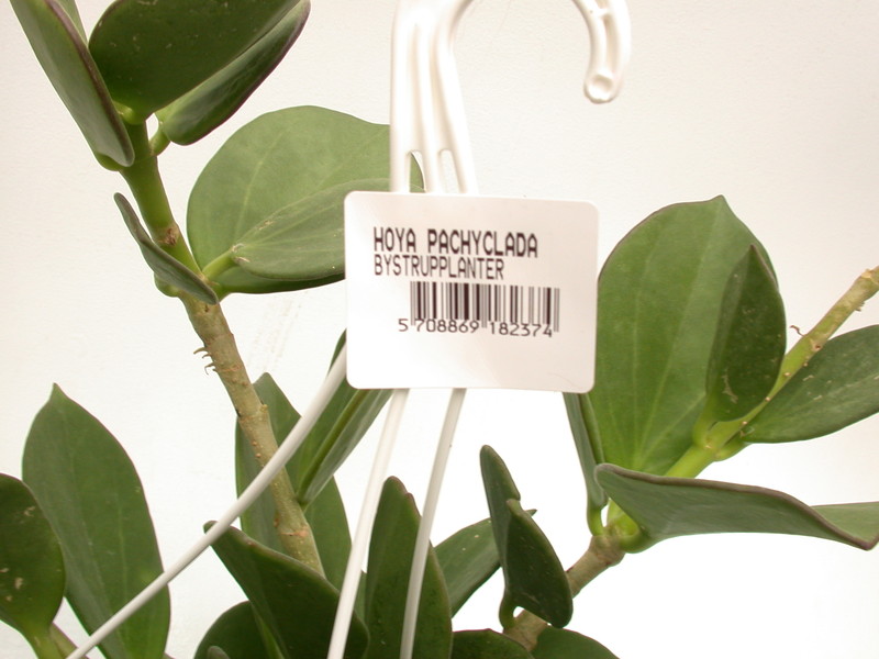 hoya pachyclada 3945