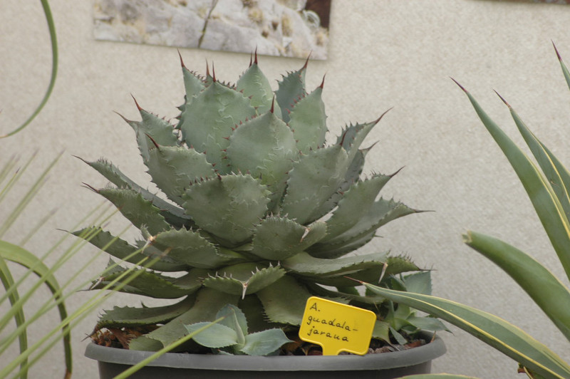 agave guadalajarana 02