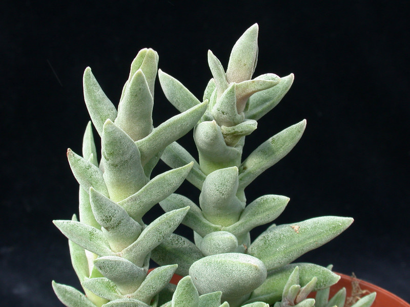 crassula falcata minima 02