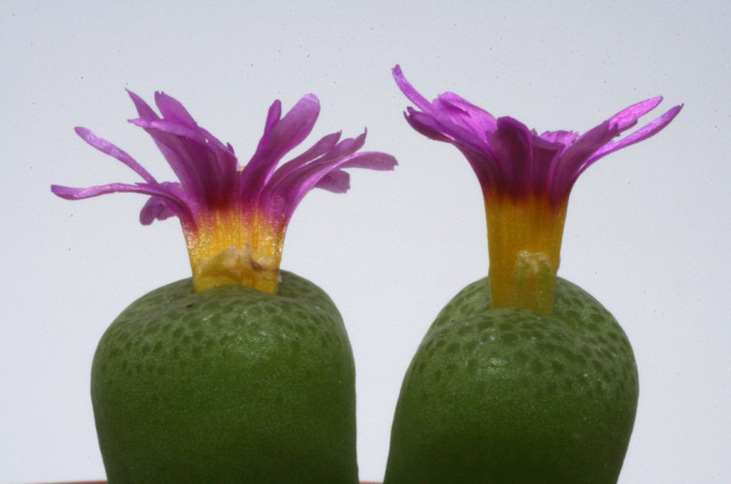 conophytum hermarium sh565 3007