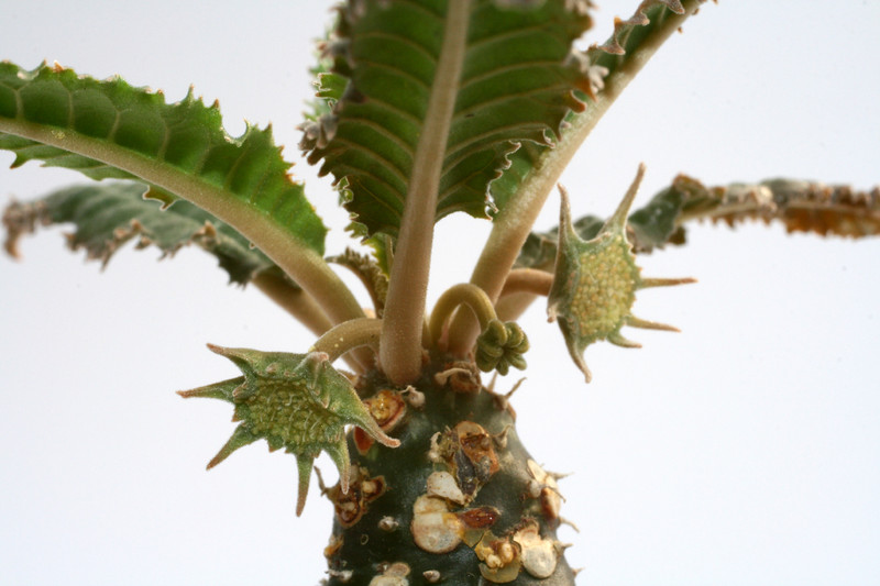 dorstenia crispa 7299