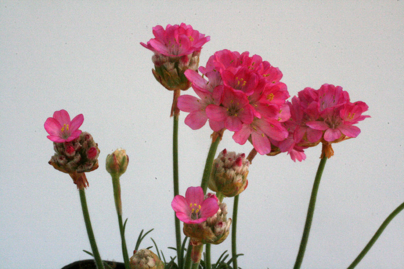 ameria maritima fruehlingsfreude 8546