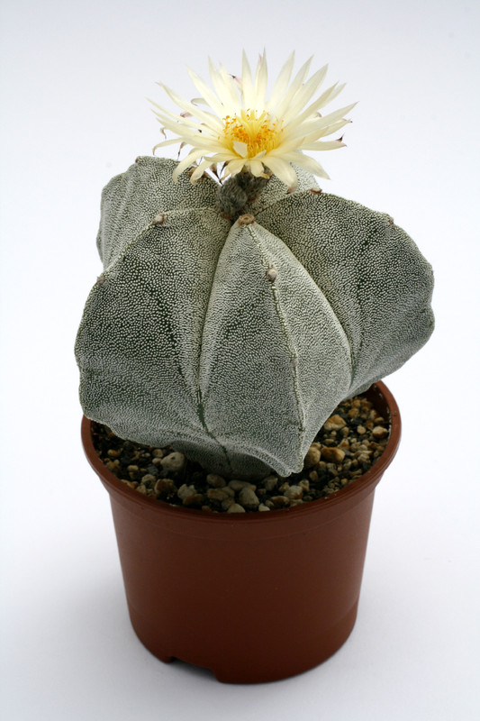 astrophytum cv onzuka 0462