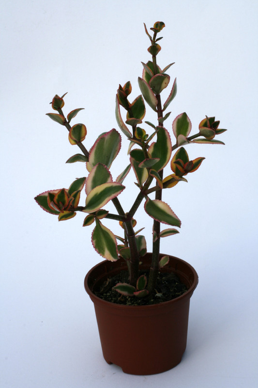 crassula sarmentosa variegata 7159