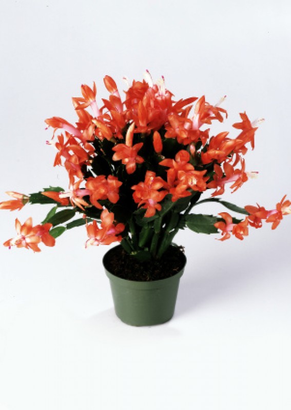 schlumbergera thor vida