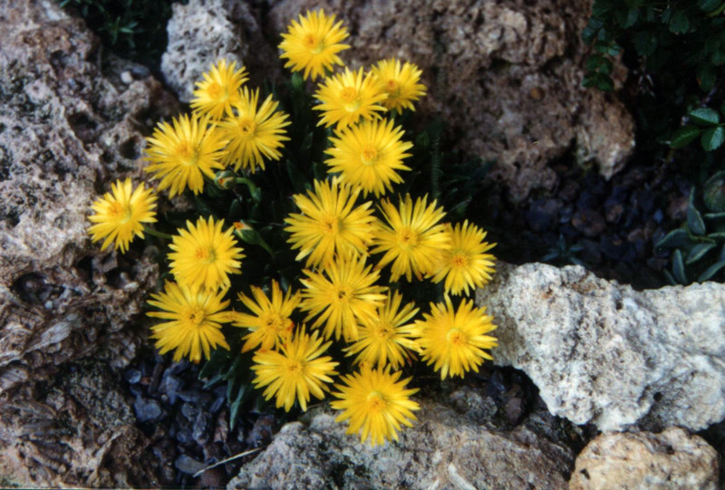 bergeranthus jamesii