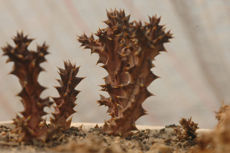 edithcolea grandis 03