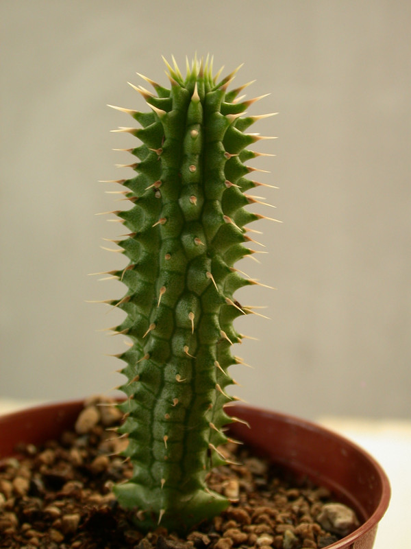 hoodia gordonii