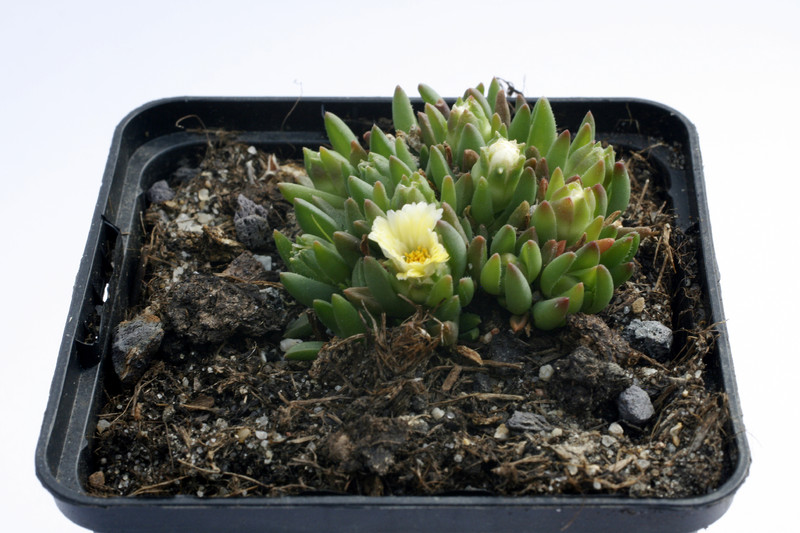 delosperma congestum white nugget 9221