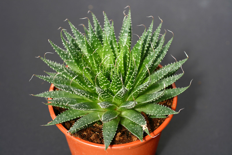 aloe aristata 0143
