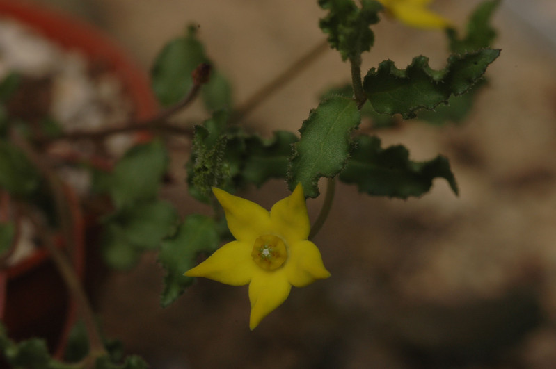 brachystelma caffrum 05