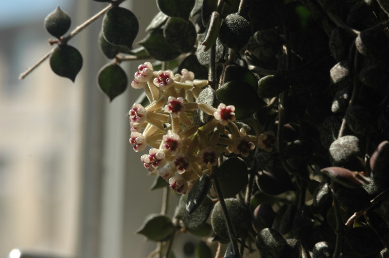 hoya curtisii 03