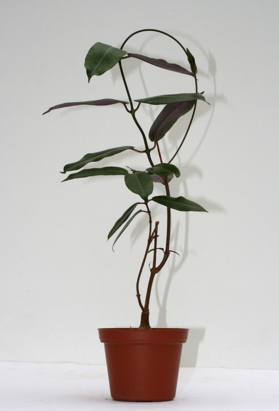 petopentia natalensis 3559