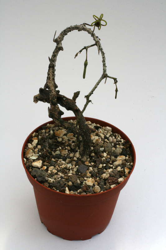 ceropegia armandii 9652