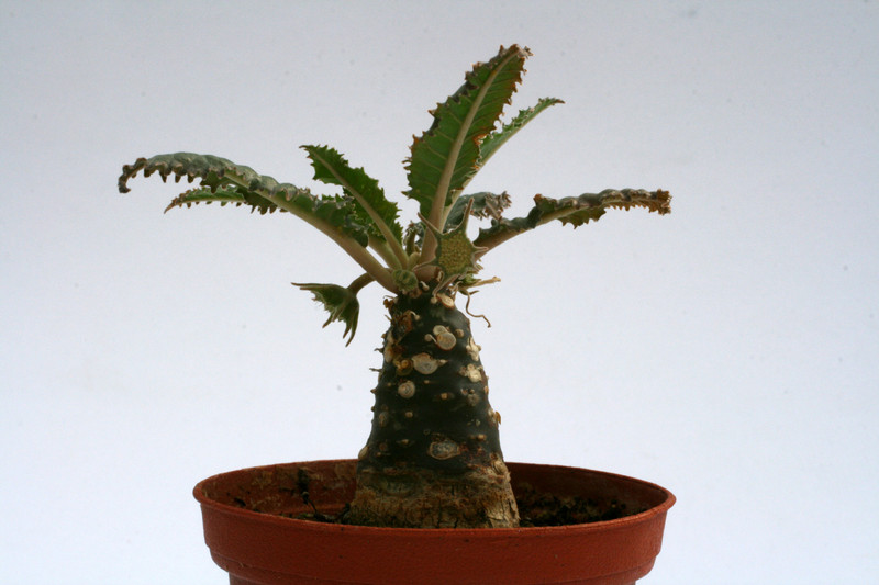 dorstenia crispa 7297
