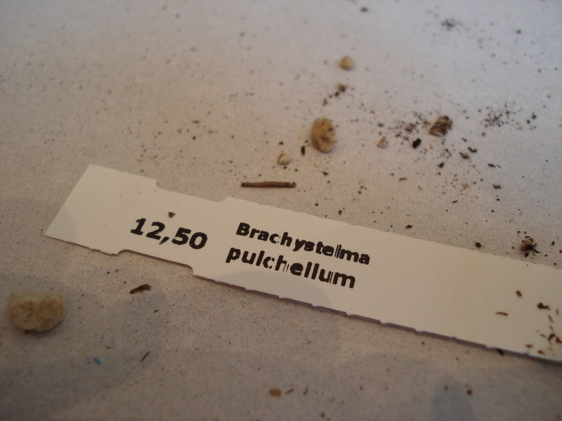 brachystelma pulchellum 154