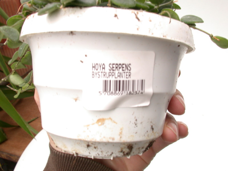 hoya serpens 3955