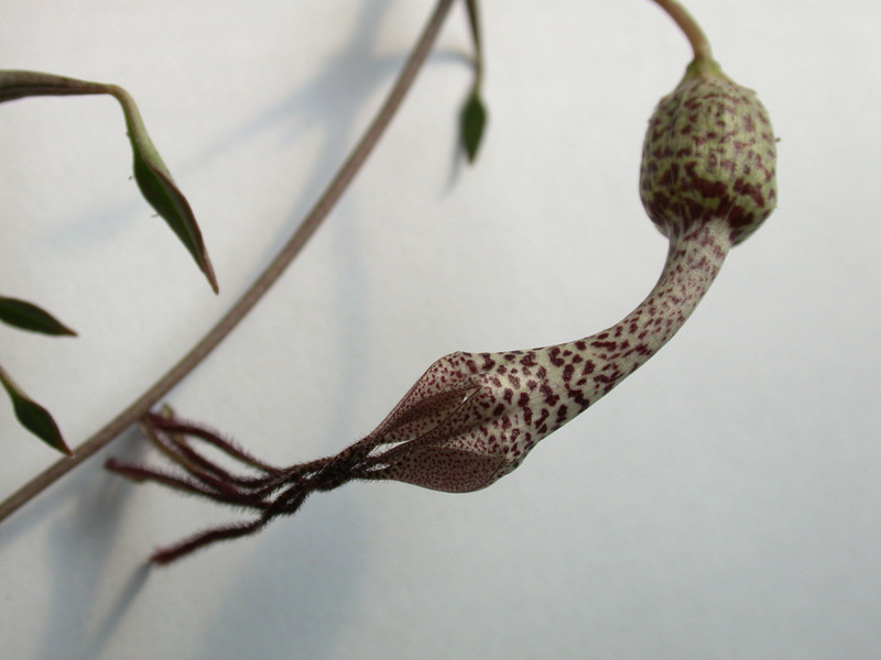 ceropegia simonae rauh73313 es3409 03