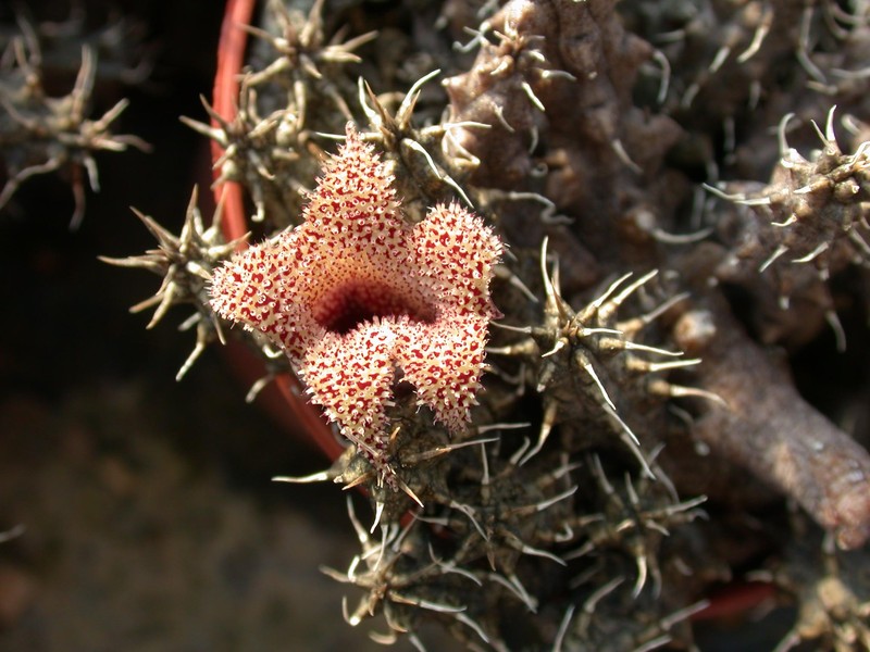 stapelianthus decaryi01