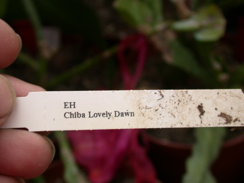 eh chiba lovely dawn 5653 552