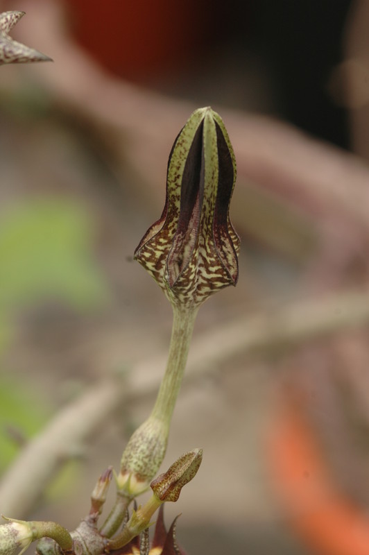 ceropegia stapeliaeformis 8761