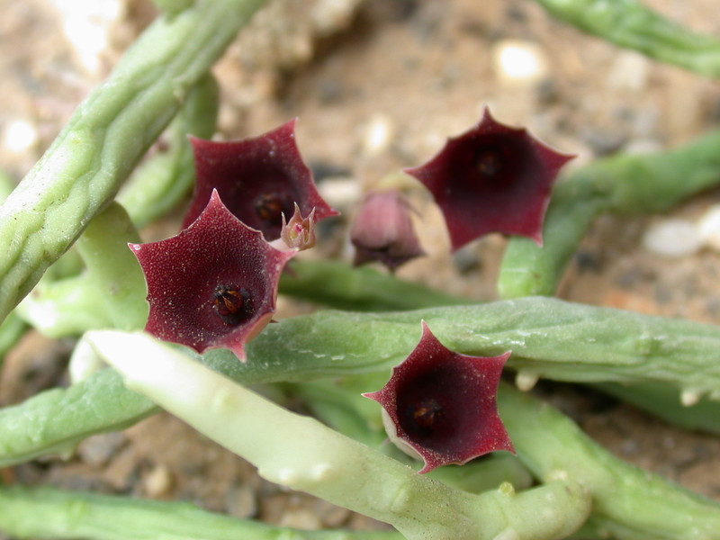 huernia pendula 01