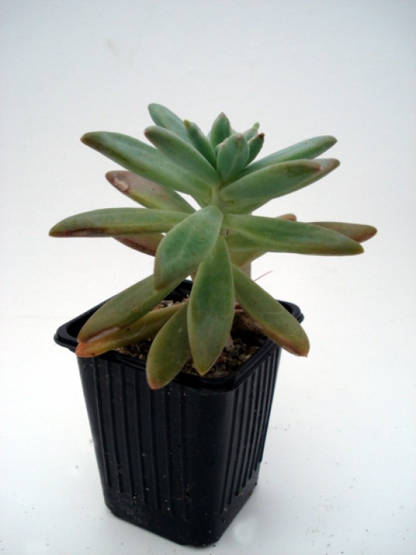 sedum adolphii 4785