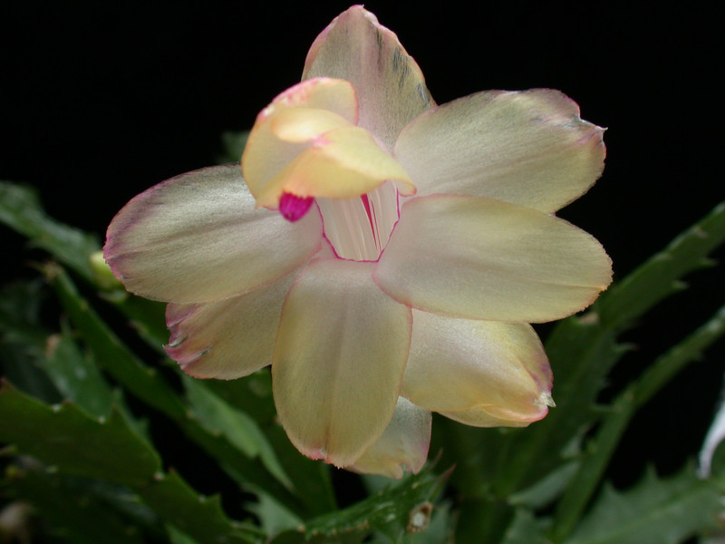 schlumbergera gold charme 08