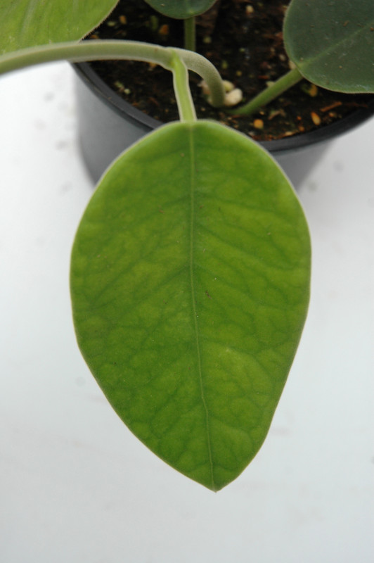 hoya lauterbachii 6545