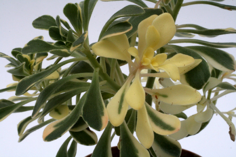 aeonium domesticum variegata 0369
