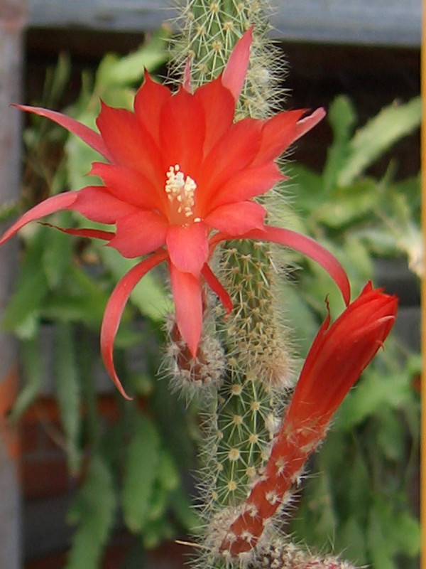 aporocactus scheunemann 0061