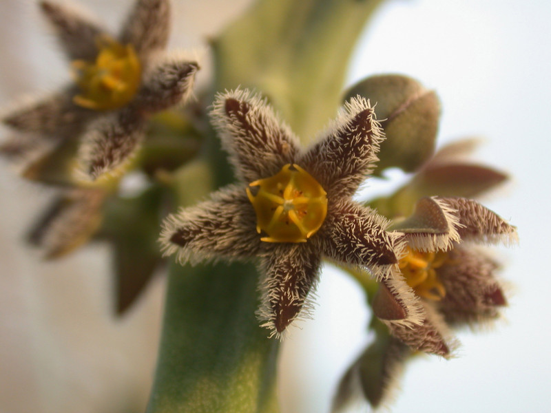 carralluma burchardii 03