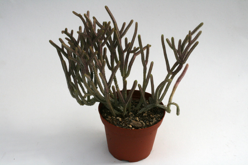 crassula muscosa variegata 0222