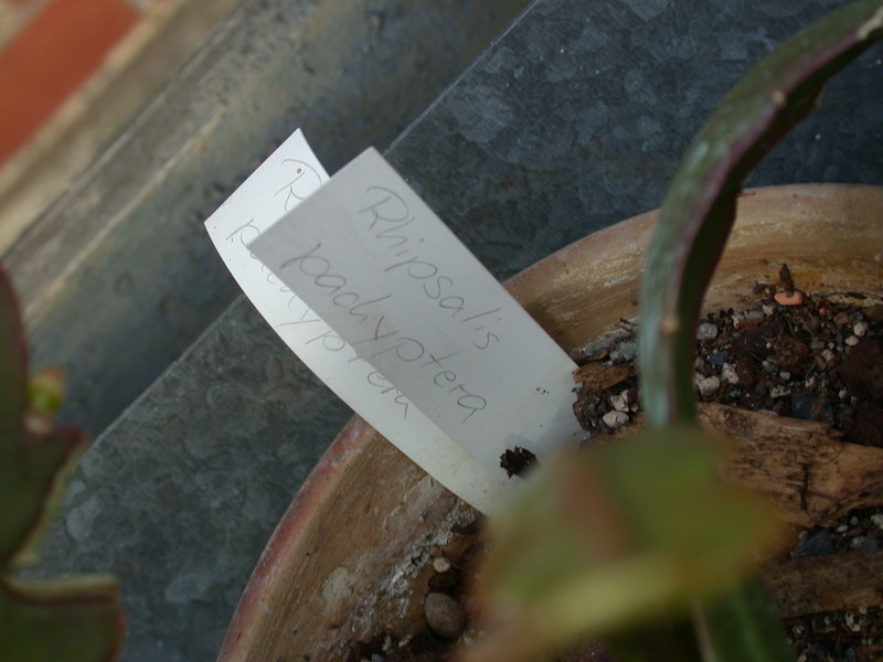 rhipsalis pachyptera 8969