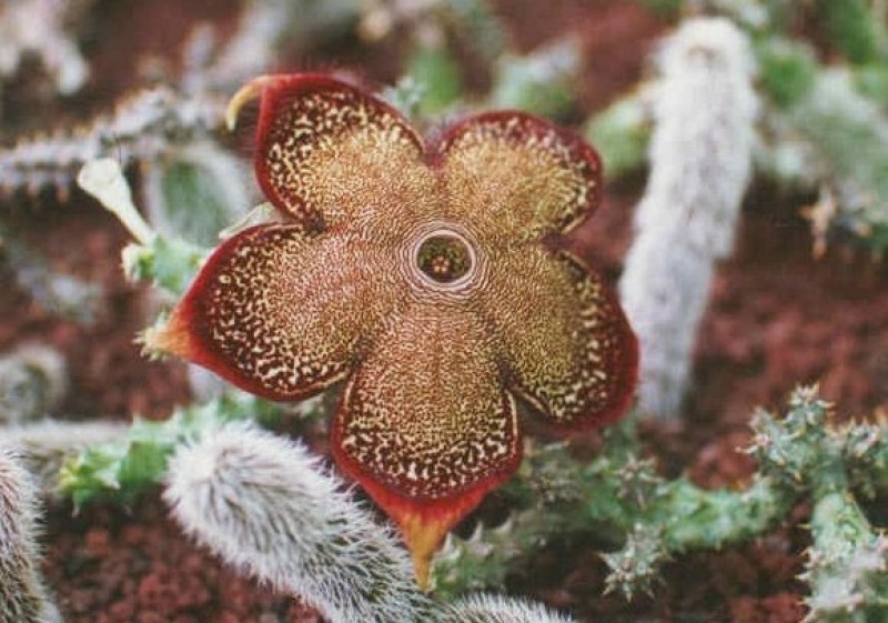 edithcolea grandis