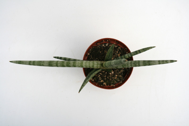 sansevieria cylindrica 5740
