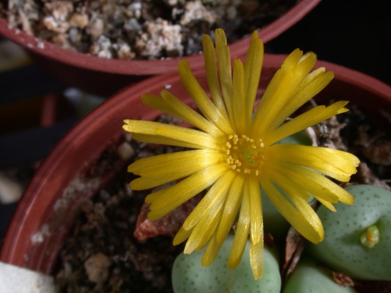 conophytum flavum