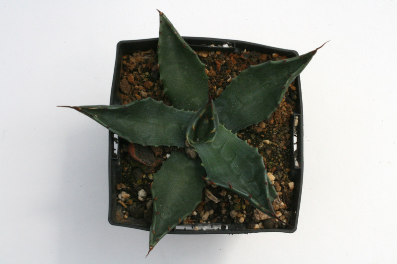 agave neomexicana haslinger 0154