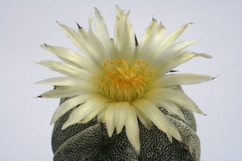 astrophytum cv onzuka ve 0103