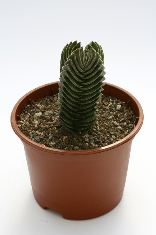 crassula buddhas temple 8313