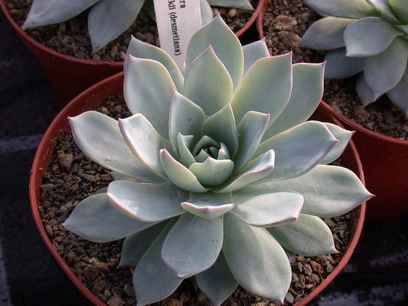 echeveria peackockii