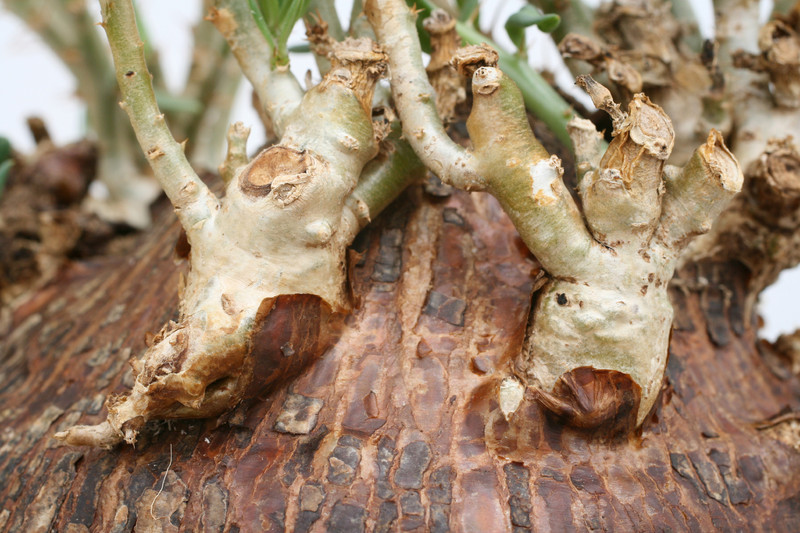 pachypodium bispinosum 3595